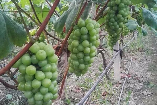 醉金香葡萄種植技術