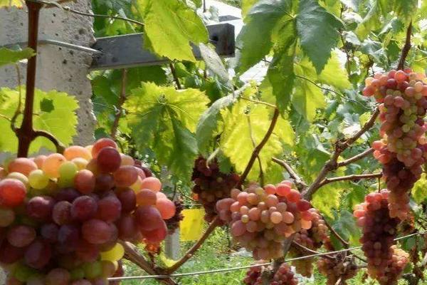 醉金香葡萄種植技術