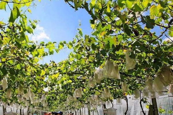 醉金香葡萄種植技術