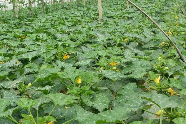 小葫蘆的種植方法和管理