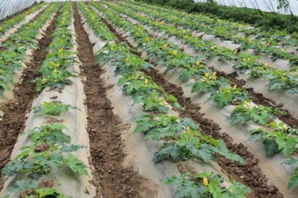 小葫蘆的種植方法和管理