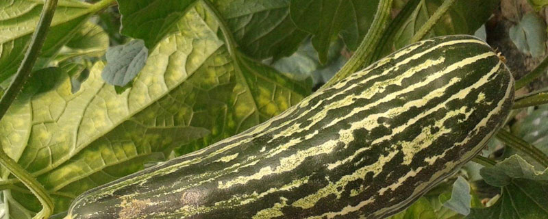 羊角蜜甜瓜種植技術(shù) 羊角蜜甜瓜是哪里產(chǎn)的