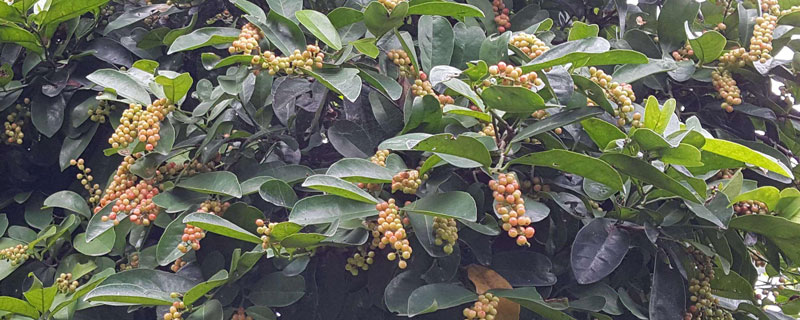 五味子種植技術 五味子栽培方法