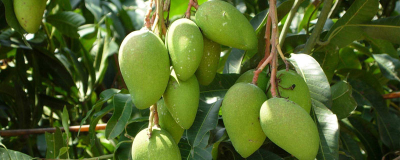 芒果種植技術(shù)