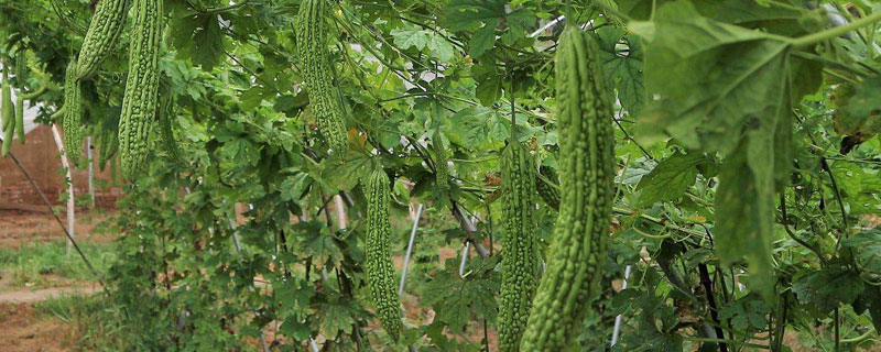 苦瓜怎么種 苦瓜科學種植技術