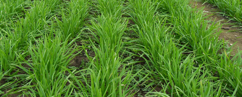 韭菜怎么種
