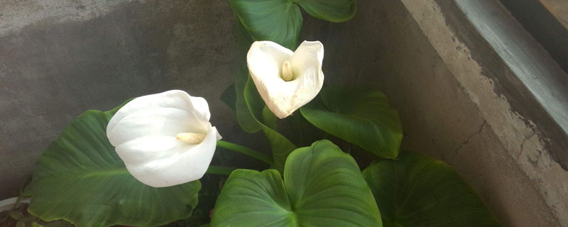 馬蹄蓮怎么養 馬蹄蓮種植方法與注意事項