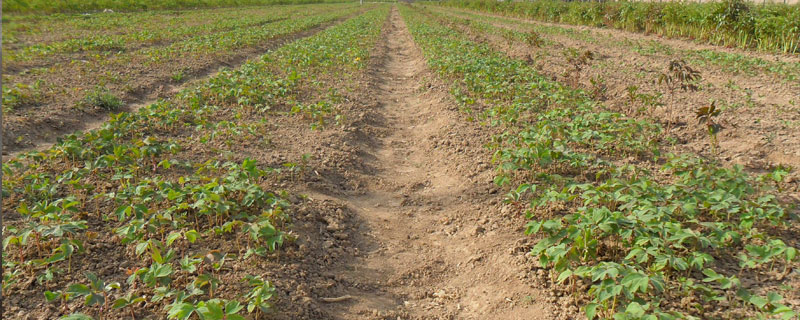 丹參種植技術 丹參栽培管理方法