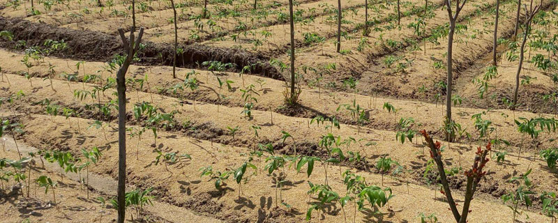 黃精怎么種植 黃精種植技術