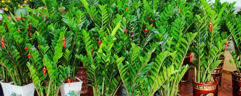 金錢樹怎么養 金錢樹養殖方法與注意事項