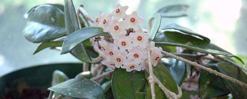 球蘭怎么養(yǎng) 球蘭養(yǎng)殖方法與注意事項(xiàng)