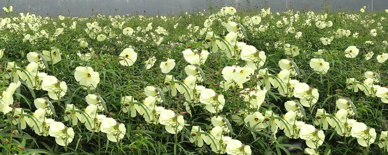 蜀葵種子什么時候種(幾月) 蜀葵種子的種植方法