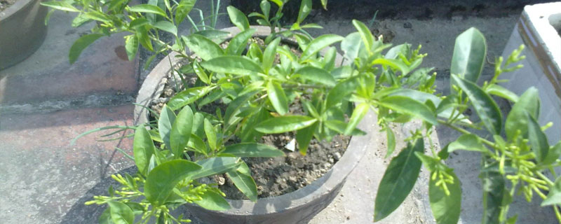 夜來香怎么養(yǎng) 夜來香養(yǎng)殖方法與注意事項