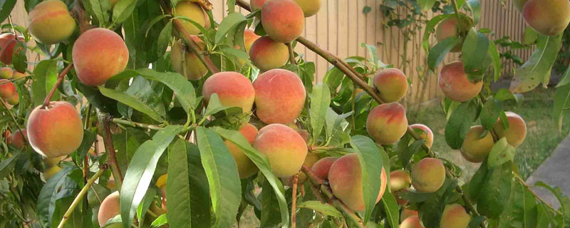 桃樹科學(xué)種植技術(shù)
