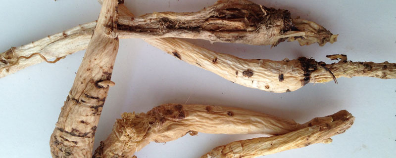 南沙參、北沙參、沙參、黨參、西洋參、桔梗的區(qū)別分別是什么