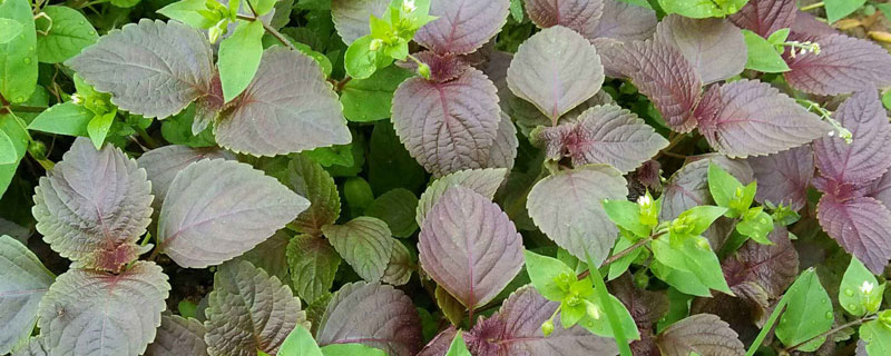 紫蘇什么時候種 紫蘇栽培技術