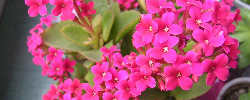 長壽花怎么養 長壽花養殖方法與注意事項