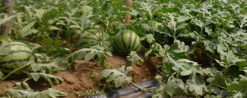 西瓜科學種植管理技術