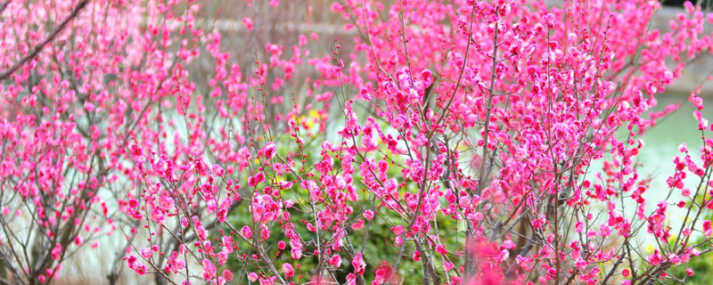 梅花怎么種 梅花種植方法與注意事項