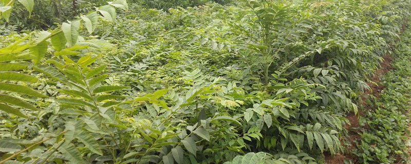 香椿苗種植方法