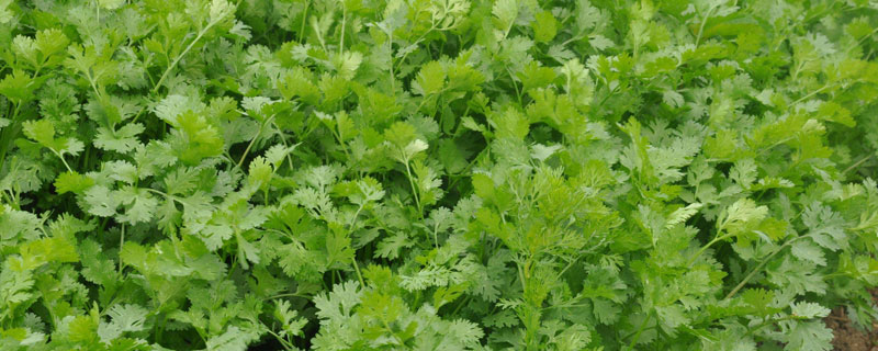 香菜種植時間和方法