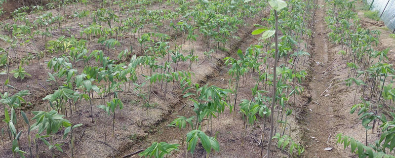 黃精種植技術 黃精的生長習性