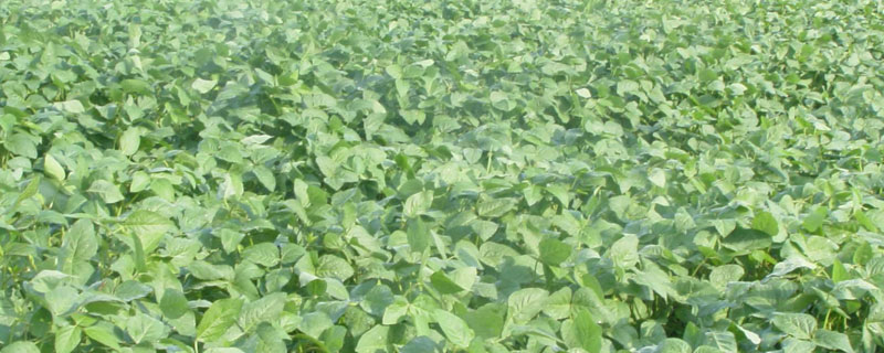 黑豆苗的種植方法 黑豆苗種植時間