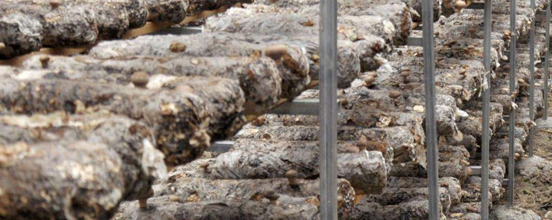 食用菌栽培技術 食用菌設備有哪些