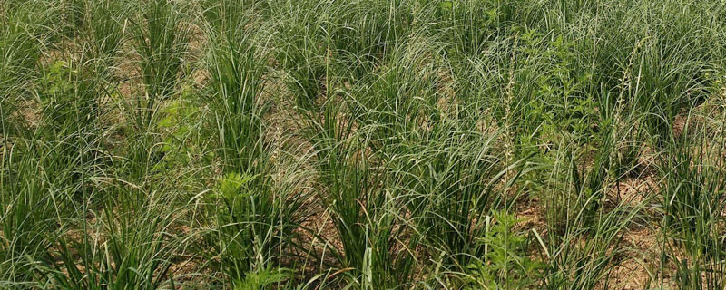 知母種植技術 知母的種植時間