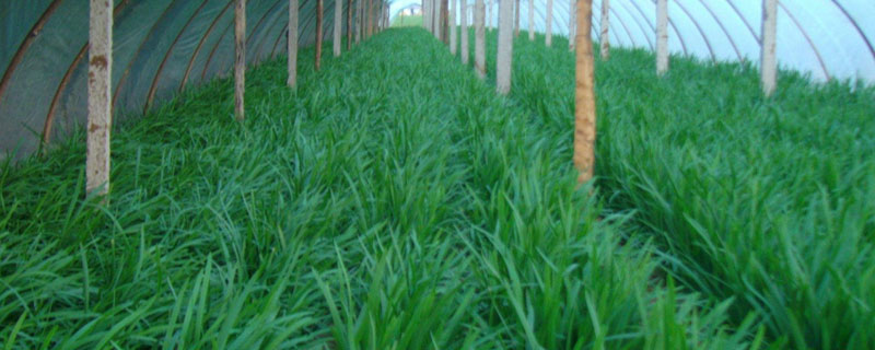 種韭菜豐產(chǎn)栽培技術(shù) 韭菜怎么種植方法