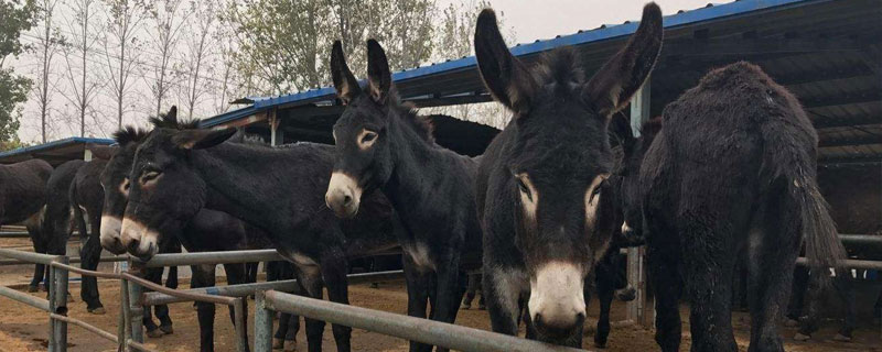 適合返鄉(xiāng)創(chuàng)業(yè)種養(yǎng)殖創(chuàng)業(yè)值得借鑒養(yǎng)殖新項(xiàng)目