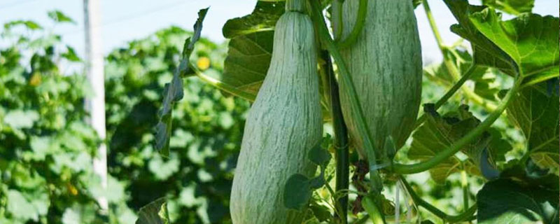 貴族南瓜種植技術(shù)