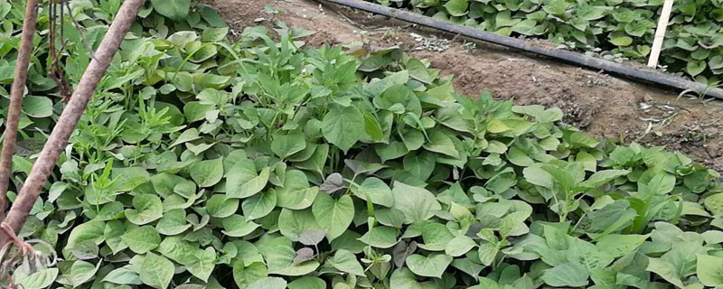 紅薯地苗后用什么除草劑