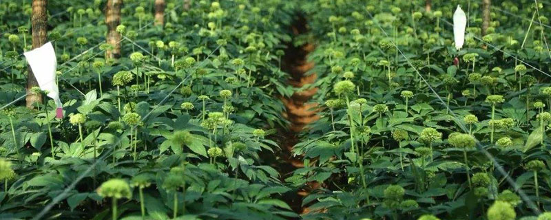 三七種植條件及技術要點