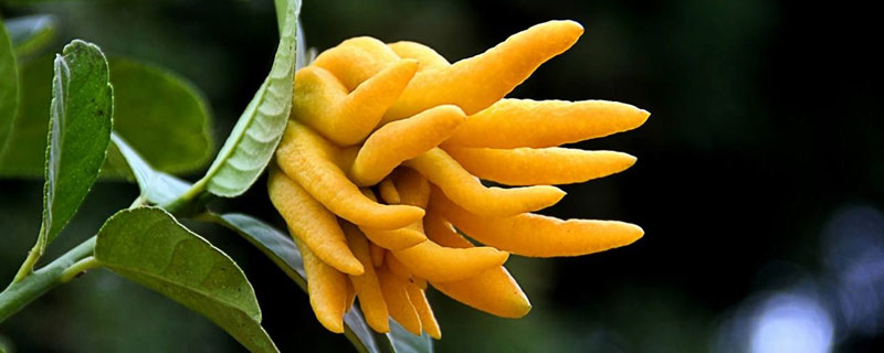 佛手的經(jīng)濟(jì)價(jià)值及栽培技術(shù)