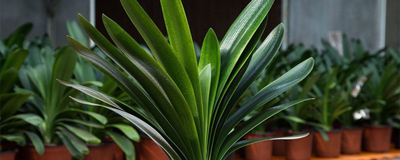 君子蘭的養(yǎng)殖方法和注意事項(xiàng)換盆