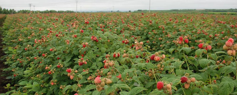 4種方法來種植樹莓