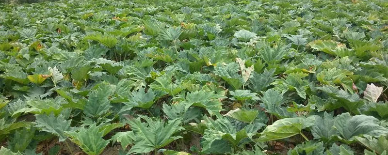 大黃種植技術與畝收入