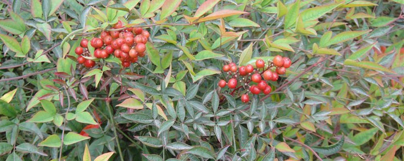 南天竹種子的種植方法