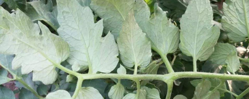 甲維蟲螨腈使用說明