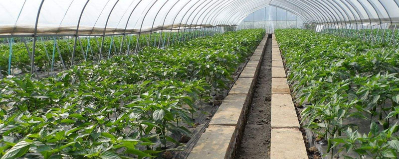 反季節大棚蔬菜種植技術