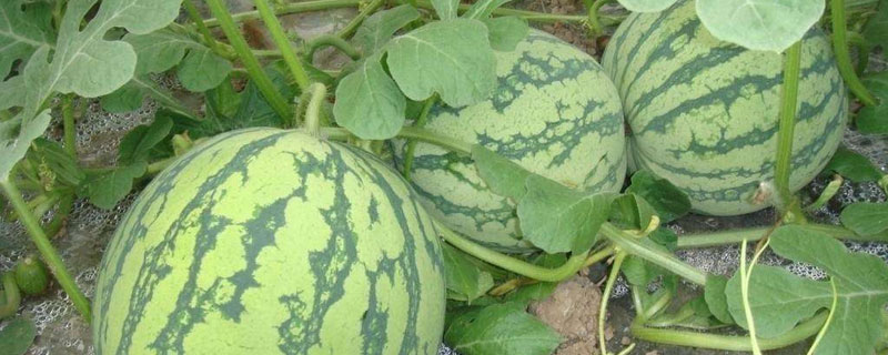 美都西瓜品種特性