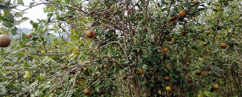 果樹殺蟲用什么藥