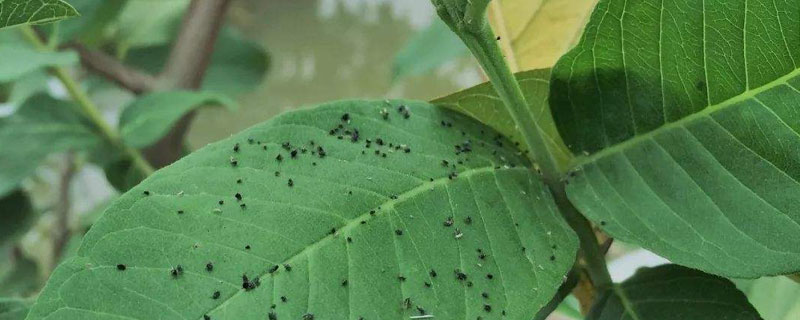 啶蟲脒和吡蟲啉的區別