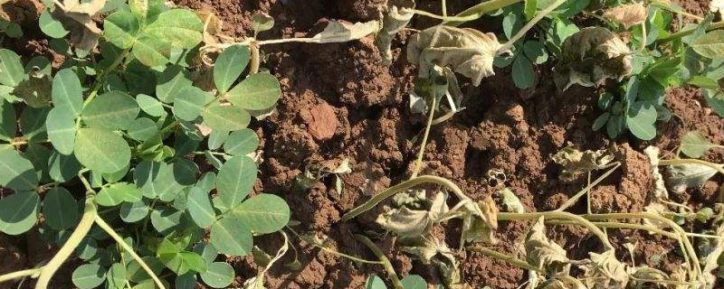 花生除草劑有哪些