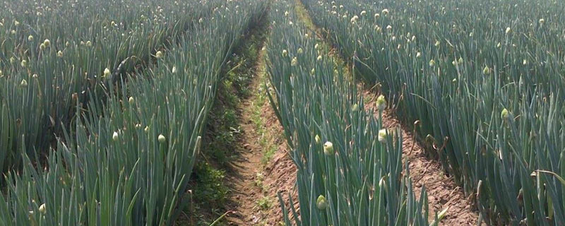 洋蔥春季什么時候澆水