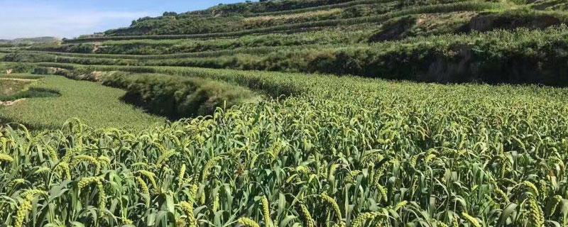 山西種植什么農(nóng)作物