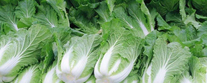 春白菜種植技術