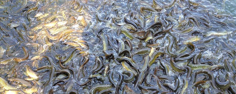 泥鰍養殖中喜歡吃什么