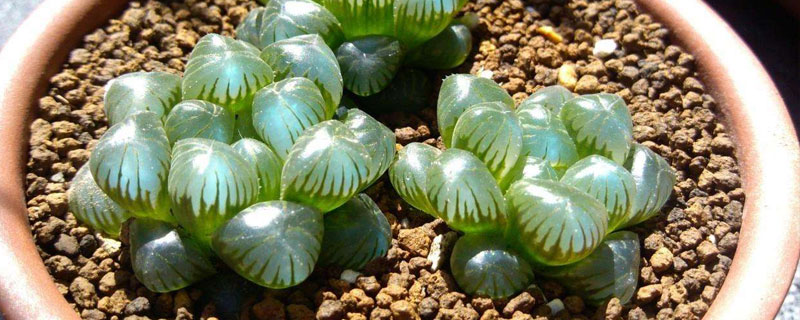 如何正確的養殖玉露？要注意哪些事項